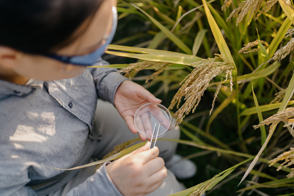 北京市植物保護站：硫磺熏蒸防治白粉病效果好